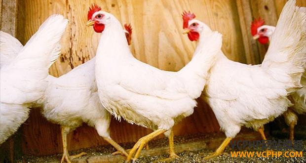 美国终于同意从中国进口鸡肉了！ 